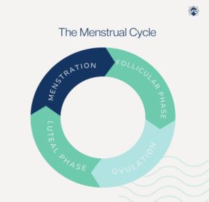 Read more about the article Understanding Your Ovulation Cycle: The Key to Boosting Your Chances of Conceiving